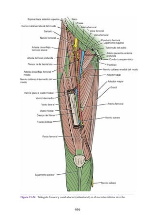 ANATOMIA SNELL 10MA EDICION ESPAÑOL.pdf