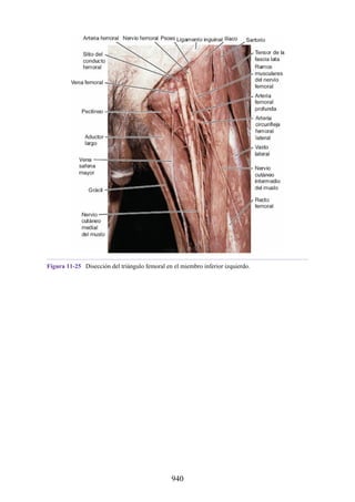 ANATOMIA SNELL 10MA EDICION ESPAÑOL.pdf