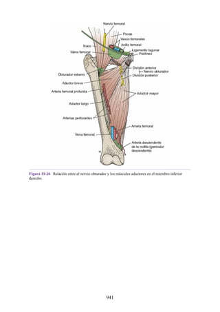 ANATOMIA SNELL 10MA EDICION ESPAÑOL.pdf