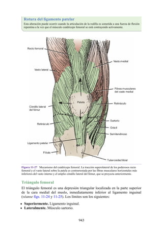 ANATOMIA SNELL 10MA EDICION ESPAÑOL.pdf