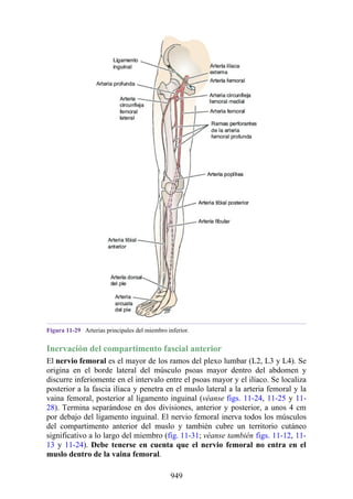 ANATOMIA SNELL 10MA EDICION ESPAÑOL.pdf
