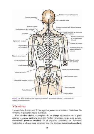 Figura 2-1 Vista posterior de la espalda que muestra la columna vertebral y las referencias
superficiales relacionadas.
Vértebras
Las vértebras de cada una de las regiones poseen características distintivas. No
obstante, su estructura básica es similar.
Una vértebra típica se compone de un cuerpo redondeado en la parte
anterior y un arco vertebral posterior. Ambas estructuras encierran un espacio
denominado foramen vertebral. En el esqueleto articulado, los forámenes
vertebrales se alinean para componer una vía continua denominada conducto
95
 