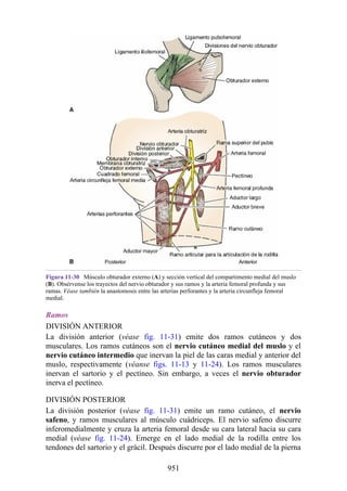 ANATOMIA SNELL 10MA EDICION ESPAÑOL.pdf
