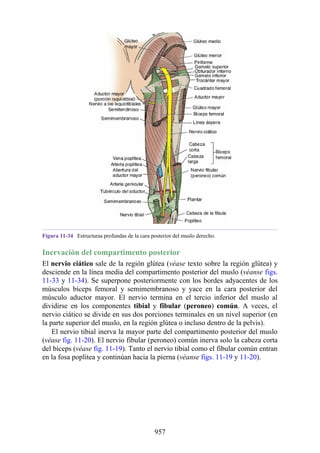 ANATOMIA SNELL 10MA EDICION ESPAÑOL.pdf