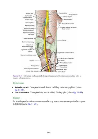 ANATOMIA SNELL 10MA EDICION ESPAÑOL.pdf