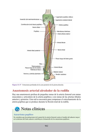 ANATOMIA SNELL 10MA EDICION ESPAÑOL.pdf