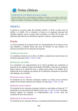 ANATOMIA SNELL 10MA EDICION ESPAÑOL.pdf