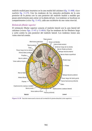 ANATOMIA SNELL 10MA EDICION ESPAÑOL.pdf
