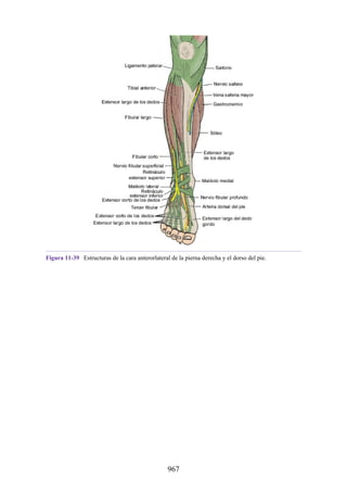 ANATOMIA SNELL 10MA EDICION ESPAÑOL.pdf