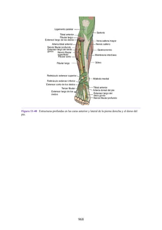 ANATOMIA SNELL 10MA EDICION ESPAÑOL.pdf