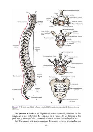 Figura 2-2 A. Vista lateral de la columna vertebral. B. Características generales de diversos tipos de
vértebras.
Los proceso articulares se disponen de manera vertical y constan de dos
superiores y dos inferiores. Se originan en la unión de las láminas y los
pedículos, y sus superficies (caras) articulares se revisten de cartílago hialino.
Los dos proceso articulares superiores de un arco vertebral se articulan con
97
 