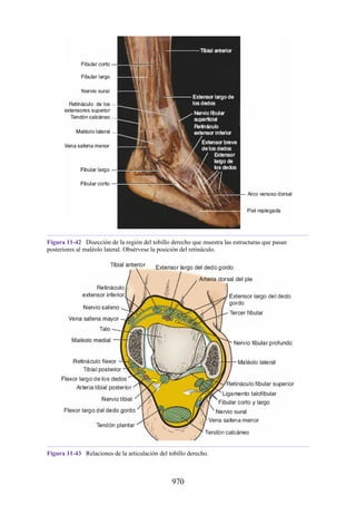 ANATOMIA SNELL 10MA EDICION ESPAÑOL.pdf