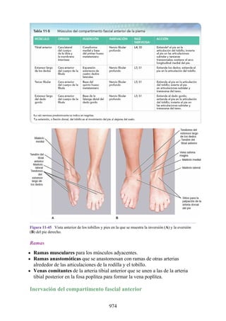 ANATOMIA SNELL 10MA EDICION ESPAÑOL.pdf