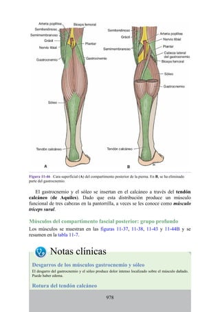 ANATOMIA SNELL 10MA EDICION ESPAÑOL.pdf