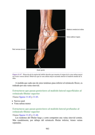 ANATOMIA SNELL 10MA EDICION ESPAÑOL.pdf
