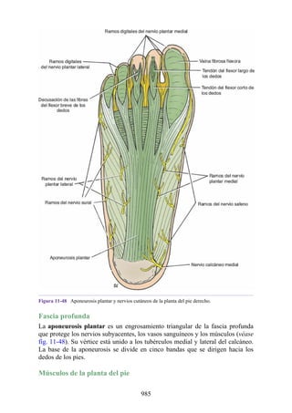 ANATOMIA SNELL 10MA EDICION ESPAÑOL.pdf
