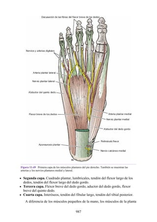 ANATOMIA SNELL 10MA EDICION ESPAÑOL.pdf