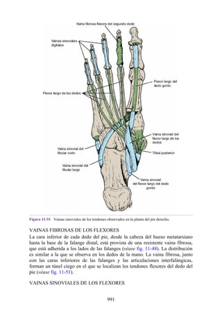 ANATOMIA SNELL 10MA EDICION ESPAÑOL.pdf