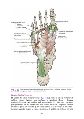 ANATOMIA SNELL 10MA EDICION ESPAÑOL.pdf