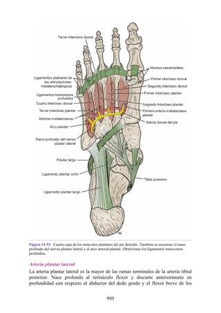 ANATOMIA SNELL 10MA EDICION ESPAÑOL.pdf