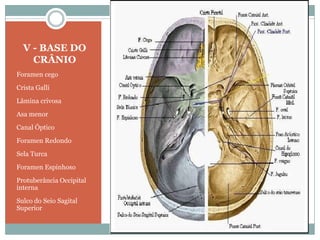 V - BASE DO
    CRÂNIO
Foramen cego
Crista Galli
Lâmina crivosa
Asa menor
Canal Óptico
Foramen Redondo
Sela Turca
Foramen Espinhoso
Protuberância Occipital
interna
Sulco do Seio Sagital
Superior
 