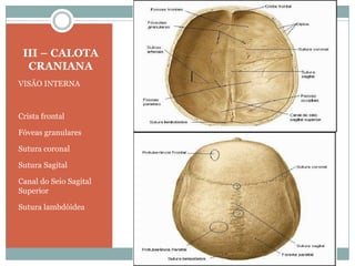 III – CALOTA
  CRANIANA
VISÃO INTERNA



Crista frontal

Fóveas granulares

Sutura coronal

Sutura Sagital

Canal do Seio Sagital
Superior

Sutura lambdóidea
 