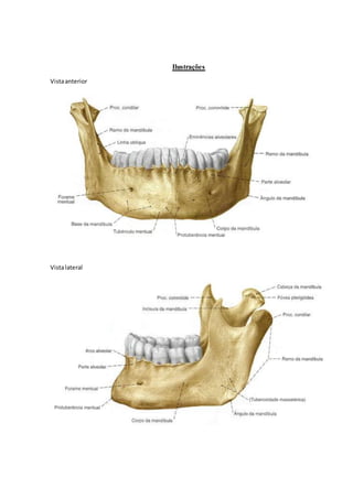 Anatomia óssea (mandíbula e maxila)