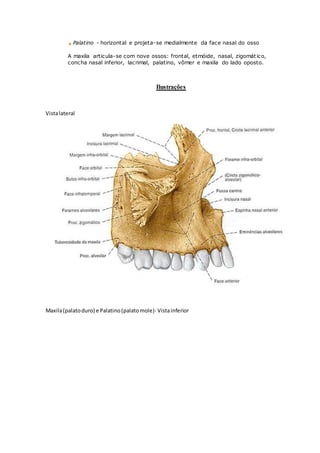 Entenda possíveis acidentes anatômicos da mandíbula