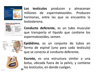 Los testículos
millones de espermatozoides.
producen y almacenan
Producen
hormonas, entre las que se encuentra la
testosterona.
Conducto deferente, es un tubo muscular
que transporta el líquido que contiene los
espermatozoides, semen.
Epidídimo, es un conjunto de tubos en
forma de espiral (uno para cada testículo)
que se conecta al conducto deferente.
Escroto, es una estructura similar a una
bolsa, ubicada fuera de la pelvis, y contiene
los testículos, en donde cuelgan.
 