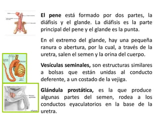 El pene está formado por dos partes, la
diáfisis y el glande. La diáfisis es la parte
principal del pene y el glande es la punta.
En el extremo del glande, hay una pequeña
ranura o abertura, por la cual, a través de la
uretra, salen el semen y la orina del cuerpo.
Vesículas seminales, son estructuras similares
a bolsas que están unidas al conducto
deferente, a un costado de la vejiga.
Glándula prostática, es la que produce
algunas partes del semen, rodea a los
de la
conductos eyaculatorios en la base
uretra.
 