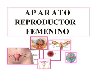 AP AR ATO
REPRODUCTOR
FEMENINO
 