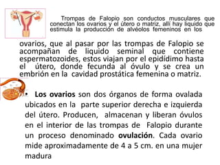 Trompas de Falopio son conductos musculares que
conectan los ovarios y el útero o matriz, allí hay liquido que
estimula la producción de alvéolos femeninos en los
ovarios, que al pasar por las trompas de Falopio se
acompañan de liquido seminal que contiene
espermatozoides, estos viajan por el epidídimo hasta
el útero, donde fecunda al óvulo y se crea un
embrión en la cavidad prostática femenina o matriz.
• Los ovarios son dos órganos de forma ovalada
ubicados en la parte superior derecha e izquierda
del útero. Producen, almacenan y liberan óvulos
en el interior de las trompas de Falopio durante
un proceso denominado ovulación. Cada ovario
mide aproximadamente de 4 a 5 cm. en una mujer
madura
 