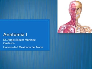 Anatomia I  Dr. Angel Eliezer Martinez Calderon Universidad Mexicana del Norte 