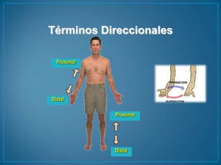 Términos DireccionalesProximalDistalProximalDistal