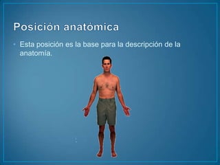 Posición anatómica Esta posición es la base para la descripción de la anatomía.