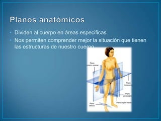 Planos anatómicosDividen al cuerpo en áreas especificasNos permiten comprender mejor la situación que tienen las estructuras de nuestro cuerpo.