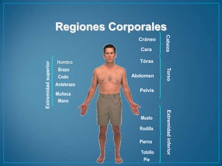 Regiones CorporalesCráneoCabezaCaraTóraxHombroBrazoTorsoAbdomenCodoAntebrazoExtremidadsuperiorPelvisMuñecaManoMusloRodillaExtremidadinferiorPiernaTobilloPie