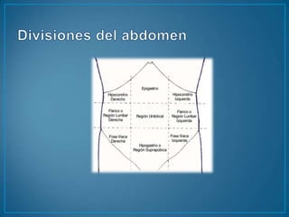 Divisiones del abdomen