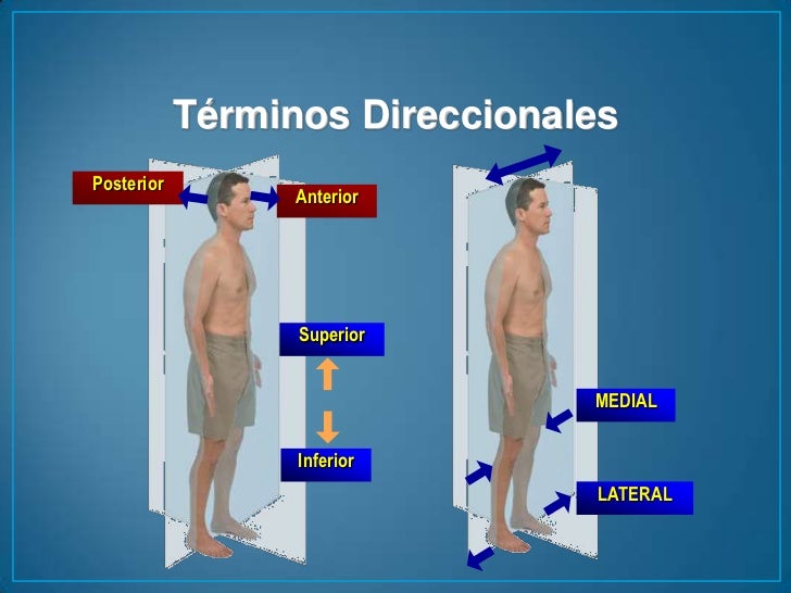 Anatomia tema 1