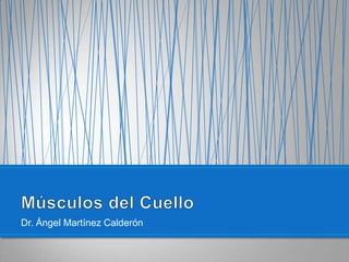 Dr. Ángel Martínez Calderón  Músculos del Cuello 