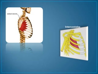 Intercostales 