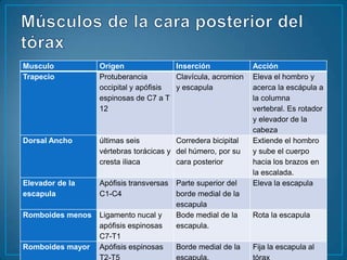 Músculos de la cara posterior del tórax