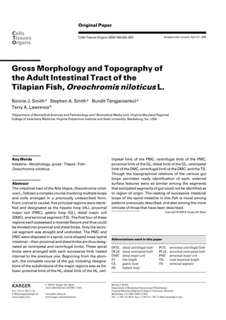 Original Paper
Cells Tissues Organs 2000;166:294–303
Gross Morphology and Topography of
the Adult Intestinal Tract of the
Tilapian Fish, Oreochromis niloticus L.
Bonnie J. Smitha Stephen A. Smitha Bundit Tengjaroenkula
Terry A. Lawrenceb
aDepartment of Biomedical Sciences and Pathobiology and bBiomedical Media Unit, Virginia-Maryland Regional
College of Veterinary Medicine, Virginia Polytechnic Institute and State University, Blacksburg, Va., USA
Accepted after revision: April 27, 1999
Bonnie J. Smith
Department of Biomedical Sciences and Pathobiology
Virginia-Maryland Regional College of Veterinary Medicine
Blacksburg, VA 24061-0442 (USA)
Tel. +1 540 231 9024, Fax +1 540 231 7367, E-Mail bjsmith@vt.edu
ABC
Fax + 41 61 306 12 34
E-Mail karger@karger.ch
www.karger.com
© 2000 S. Karger AG, Basel
1422–6405/00/1663–0294$17.50/0
Accessible online at:
www.karger.com/journals/cto
Key Words
Intestine W Morphology, gross W Tilapia W Fish W
Oreochromis niloticus
Abstract
The intestinal tract of the Nile tilapia, Oreochromis niloti-
cus L., follows a complex course involving multiple loops
and coils arranged in a previously undescribed form.
From cranial to caudal, five principal regions were identi-
fied and designated as the hepatic loop (HL), proximal
major coil (PMC), gastric loop (GL), distal major coil
(DMC), and terminal segment (TS). The first four of these
regions each possessed a reversal flexure and thus could
be divided into proximal and distal limbs. Only the termi-
nal segment was straight and undivided. The PMC and
DMC were disposed in a spiral, cone-shaped mass (spiral
intestine) – their proximal and distal limbs are thus desig-
nated as centripetal and centrifugal limbs. These spiral
limbs were arranged with each successive limb nested
internal to the previous one. Beginning from the stom-
ach, the complete course of the gut including designa-
tions of the subdivisions of the major regions was as fol-
lows: proximal limb of the HL, distal limb of the HL, cen-
tripetal limb of the PMC, centrifugal limb of the PMC,
proximal limb of the GL, distal limb of the GL, centripetal
limb of the DMC, centrifugal limb of the DMC, and the TS.
Though the topographical relations of the various gut
loops permitted ready identification of each, external
surface features were so similar among the segments
that extirpated segments of gut could not be identified as
to region of origin. The nesting of successive intestinal
loops of the spiral intestine in this fish is novel among
patterns previously described, and also among the more
intricate of those that have been described.
Copyright © 2000 S. Karger AG, Basel
Abbreviations used in this paper
DCfL distal centrifugal limb PCfL proximal centrifugal limb
DCpL distal centripetal limb PCpL proximal centripetal limb
DMC distal major coil PMC proximal major coil
FL fish length TIL total intestinal length
GL gastric loop TS terminal segment
HL hepatic loop
 