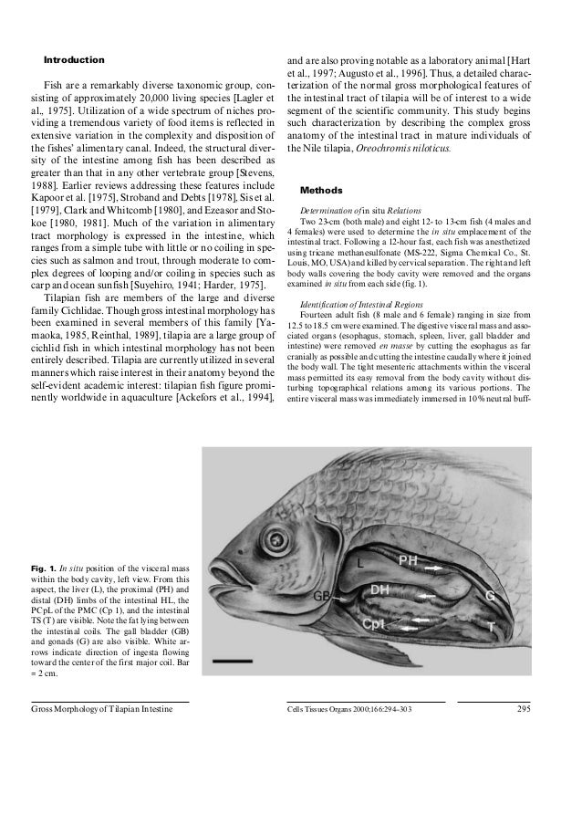 Anatomia tilapia