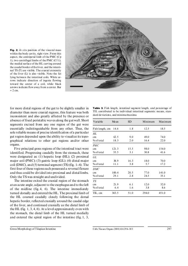 Internal Anatomy Of Tilapia Fish
