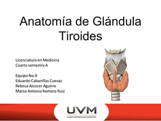 Anatomía de Glándula
Tiroides
 