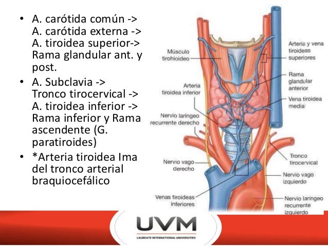 ANATOMIA DE TIROIDES EPUB ANATOMIA DE TIROIDES EPUB