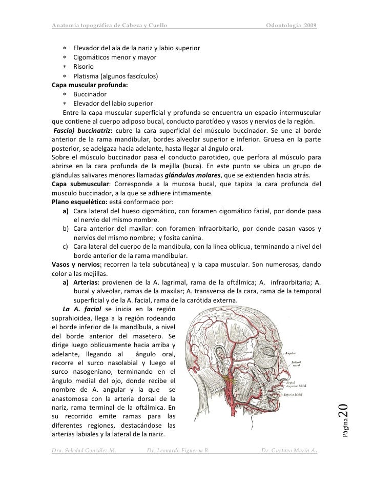Anatomia topografía cabeza y cuello uss