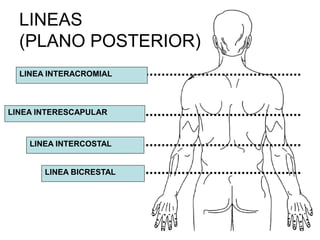 Anatomia topografica | PDF