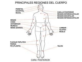 Anatomiatopografica 100702202220-phpapp01[1] | PDF